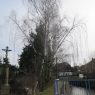 03_2017 Kácení 19ks stromu – Rekonstrukce LB zdiva Mandavy v ulici Rybářská Varnsdorf