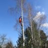 03_2017 Kácení 19ks stromu – Rekonstrukce LB zdiva Mandavy v ulici Rybářská Varnsdorf